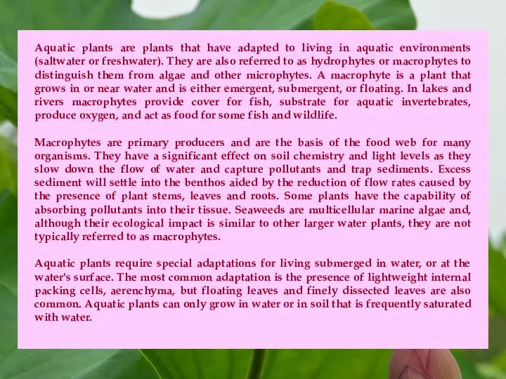 Aquatic plants are plants that have adapted to living in