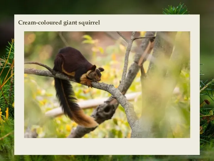 Cream-coloured giant squirrel