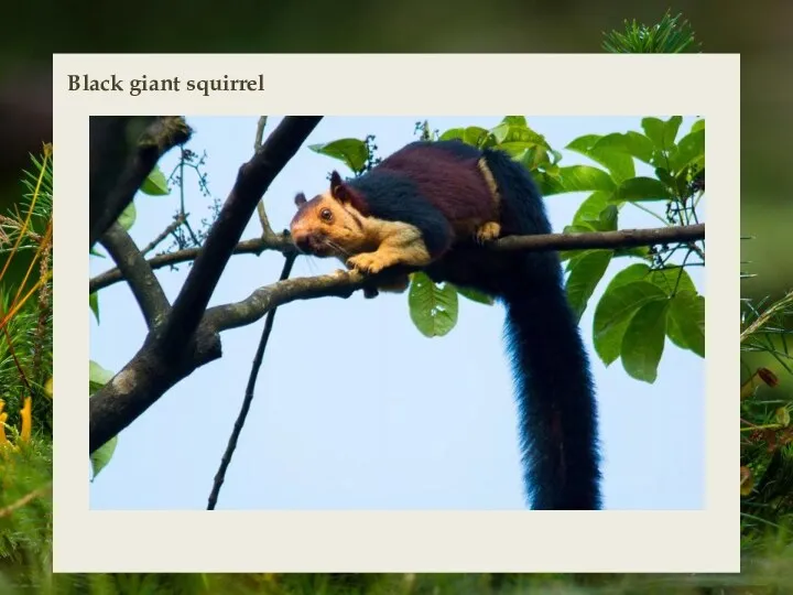 Black giant squirrel