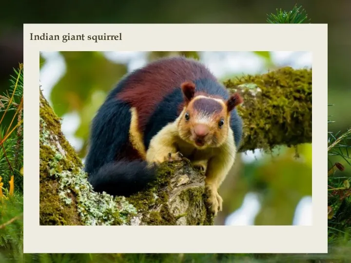 Indian giant squirrel