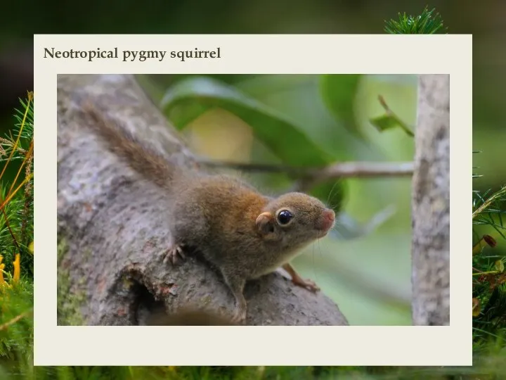 Neotropical pygmy squirrel