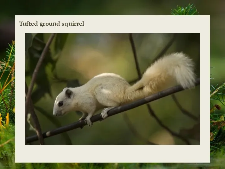 Tufted ground squirrel