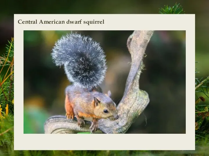 Central American dwarf squirrel