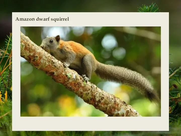 Amazon dwarf squirrel