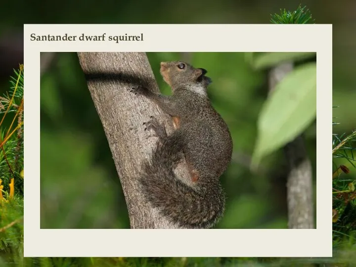 Santander dwarf squirrel