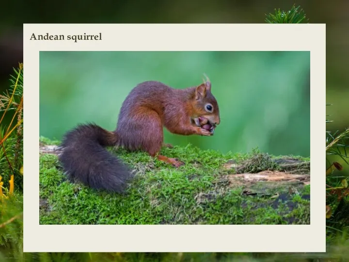 Andean squirrel