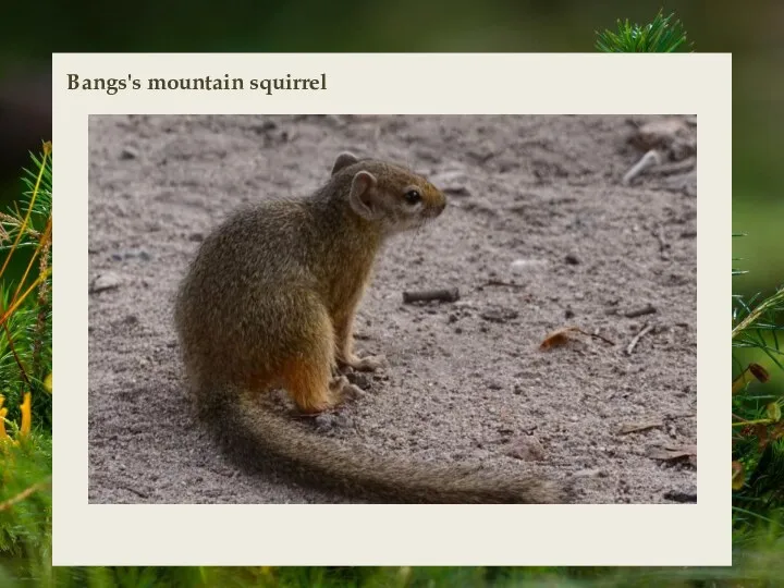 Bangs's mountain squirrel