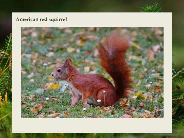 American red squirrel