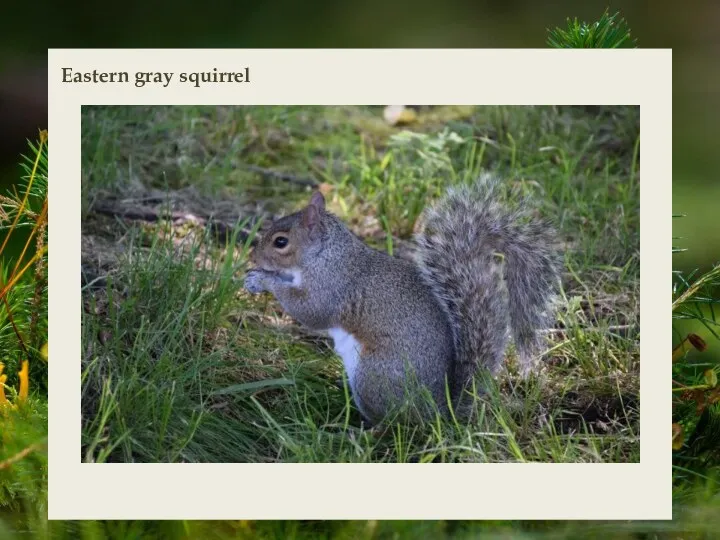 Eastern gray squirrel