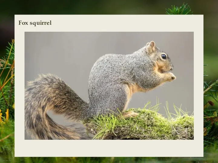 Fox squirrel