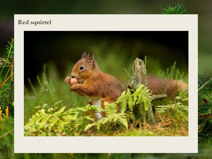 Red squirrel