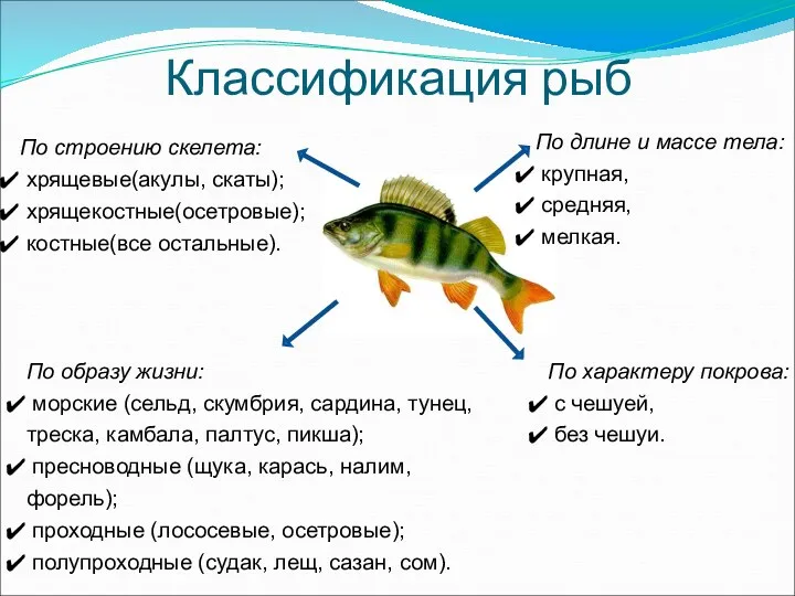 Классификация рыб По строению скелета: хрящевые(акулы, скаты); хрящекостные(осетровые); костные(все остальные).