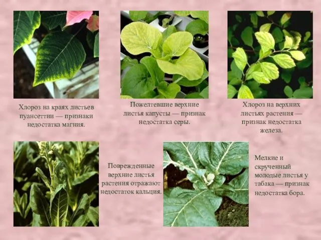 Хлороз на краях листьев пуансеттии — признаки недостатка магния. Поврежденные верхние листья растения