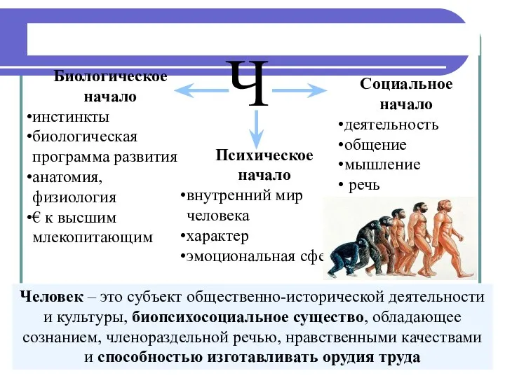 Природа человека Ч Биологическое начало инстинкты биологическая программа развития анатомия,