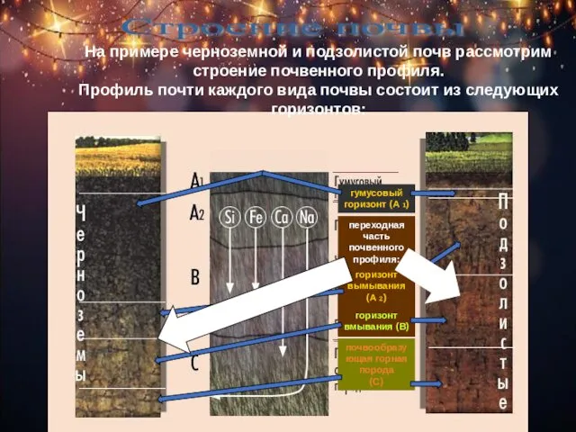 Строение почвы На примере черноземной и подзолистой почв рассмотрим строение почвенного профиля. Профиль