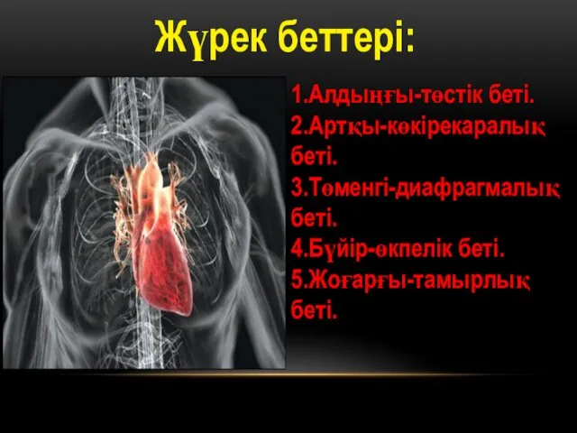 Жүрек беттері: 1.Алдыңғы-төстік беті. 2.Артқы-көкірекаралық беті. 3.Төменгі-диафрагмалық беті. 4.Бүйір-өкпелік беті. 5.Жоғарғы-тамырлық беті.