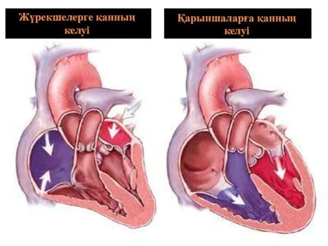 Жүрекшелерге қанның келуі Қарыншаларға қанның келуі