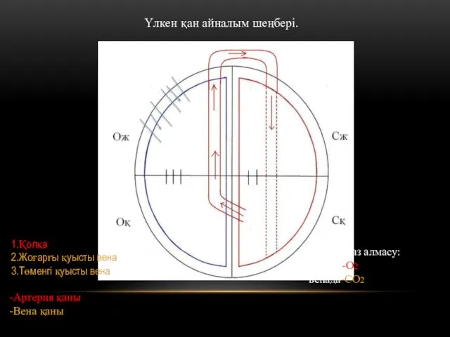 Үлкен қан айналым шеңбері. 1 2 3 1.Қолқа 2.Жоғарғы қуысты