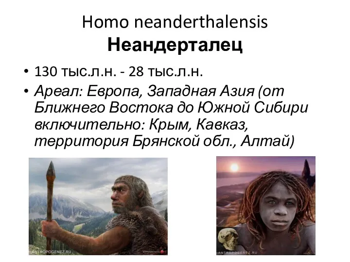 Homo neanderthalensis Неандерталец 130 тыс.л.н. - 28 тыс.л.н. Ареал: Европа,