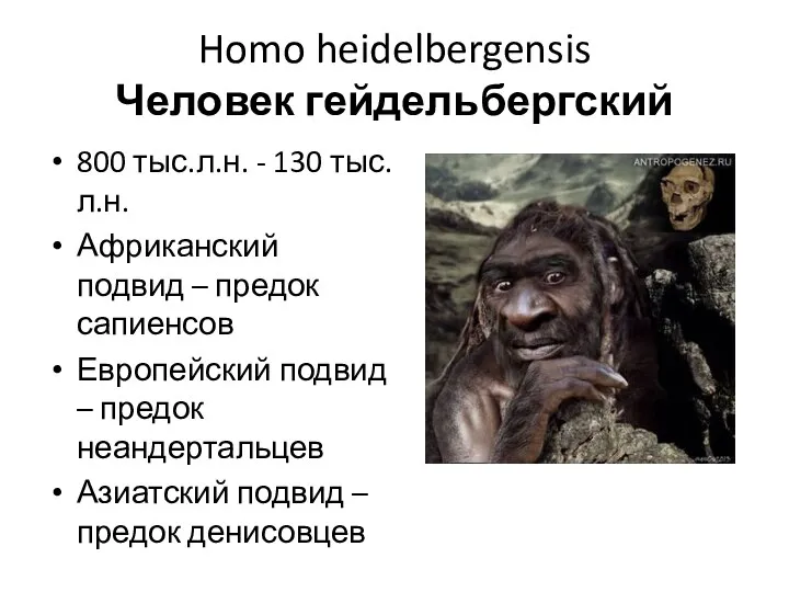 Homo heidelbergensis Человек гейдельбергский 800 тыс.л.н. - 130 тыс.л.н. Африканский