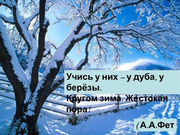 Учись у них – у дуба, у берёзы. Кругом зима. Жестокая пора! ( А.А.Фет )