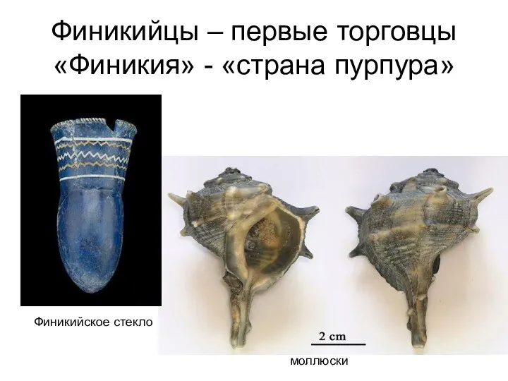 Финикийцы – первые торговцы «Финикия» - «страна пурпура» КАРТА «ФИНИКИЙСКАЯ КОЛОНИЗАЦИЯ В СРЕДИЗЕМНОМОРЬЕ» Финикийское стекло моллюски