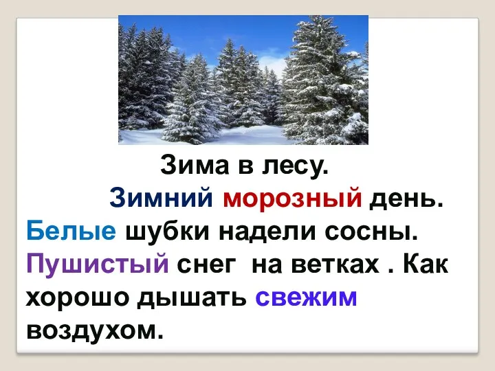 Зима в лесу. Зимний морозный день. Белые шубки надели сосны.