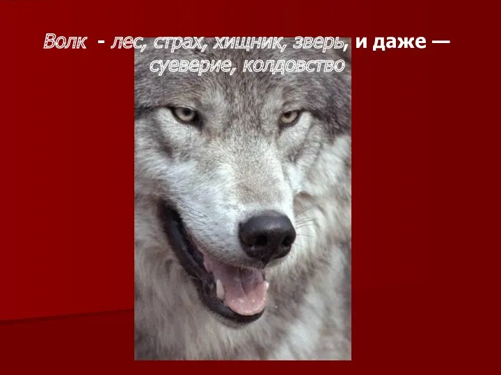 Волк - лес, страх, хищник, зверь, и даже — суеверие, колдовство