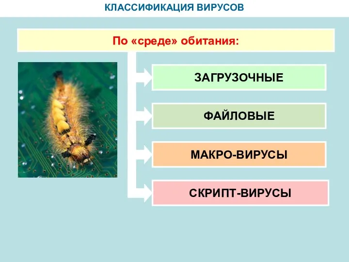 КЛАССИФИКАЦИЯ ВИРУСОВ По «среде» обитания: ЗАГРУЗОЧНЫЕ ФАЙЛОВЫЕ МАКРО-ВИРУСЫ СКРИПТ-ВИРУСЫ