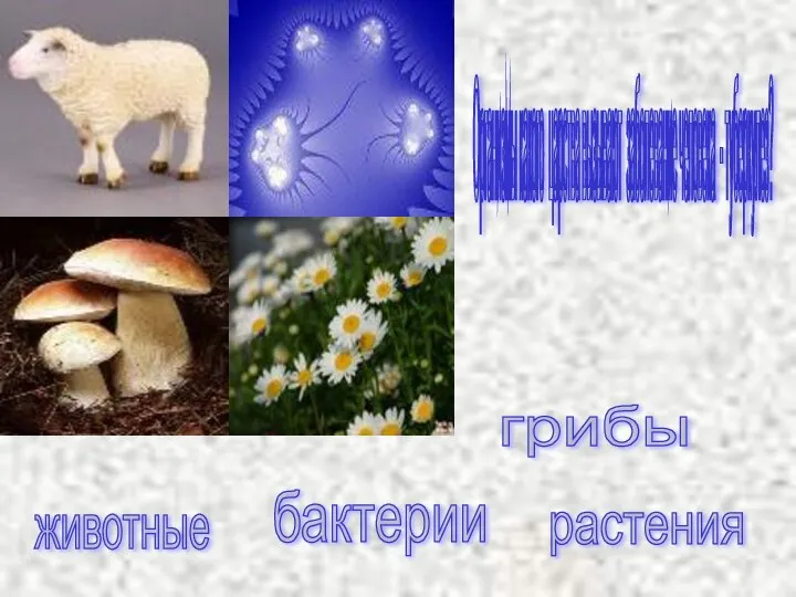 Организмы какого царства вызывают заболевание человека - туберкулез? животные бактерии грибы растения