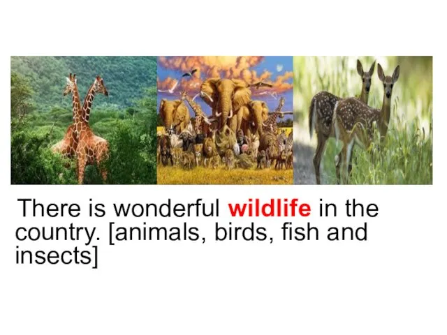 There is wonderful wildlife in the country. [animals, birds, fish and insects]