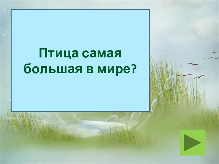 Птица самая большая в мире?