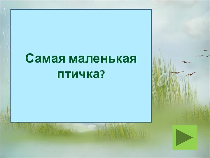 Самая маленькая птичка?