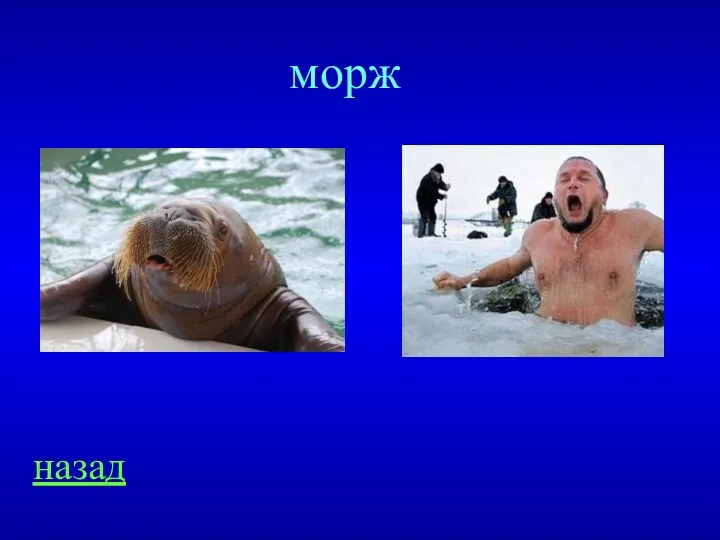 назад морж