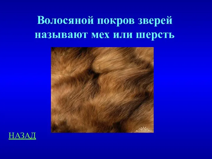 НАЗАД Волосяной покров зверей называют мех или шерсть