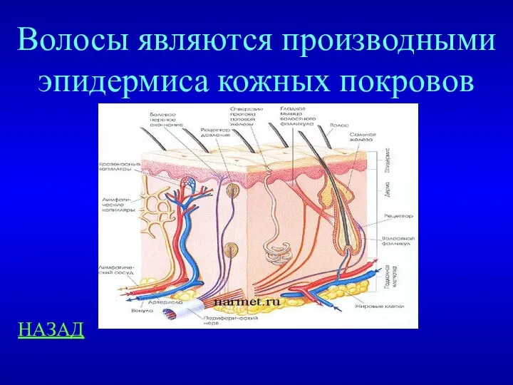 НАЗАД Волосы являются производными эпидермиса кожных покровов