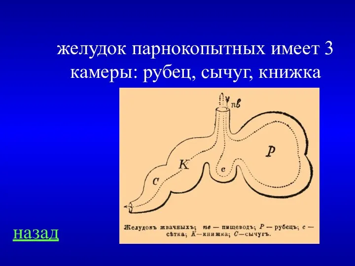 назад желудок парнокопытных имеет 3 камеры: рубец, сычуг, книжка