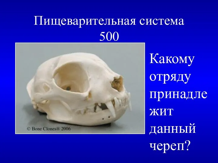 Пищеварительная система 500 Какому отряду принадлежит данный череп?