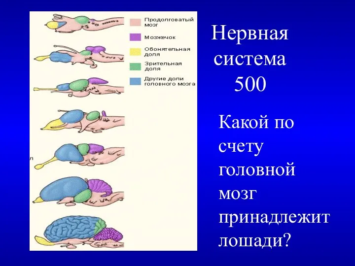 Нервная система 500 Какой по счету головной мозг принадлежит лошади?