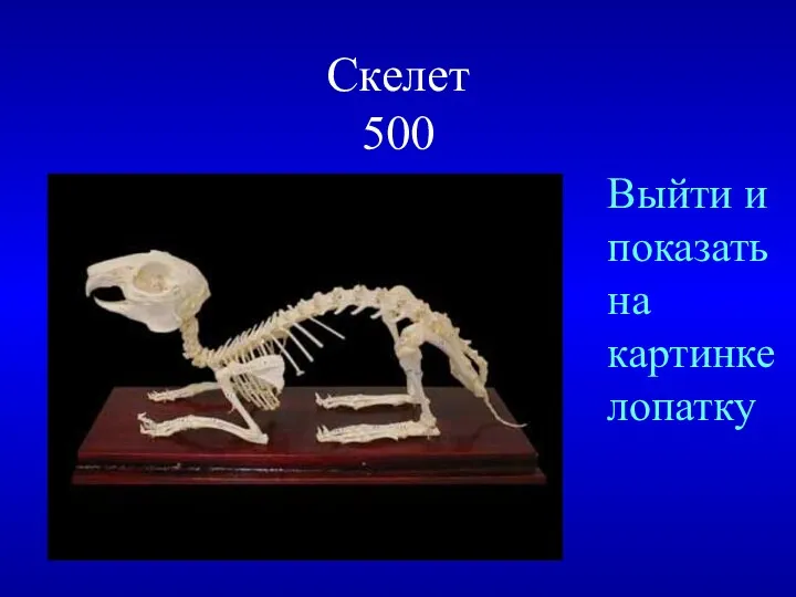 Скелет 500 Выйти и показать на картинке лопатку