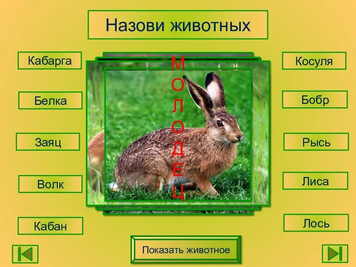 Назови животных Кабарга Волк Косуля Бобр Рысь Лось Белка Заяц