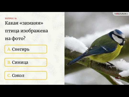 ВОПРОС 16 A. Снегирь B. Синица C. Сокол Какая «зимняя» птица изображена на фото?