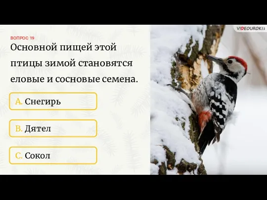 ВОПРОС 19 A. Снегирь B. Дятел C. Сокол Основной пищей этой птицы зимой