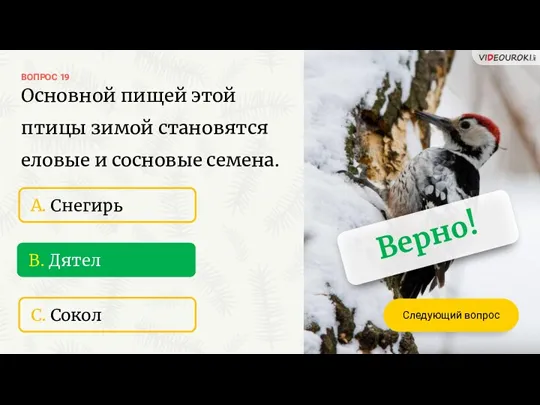 ВОПРОС 19 C. Сокол B. Дятел A. Снегирь Верно! Следующий вопрос Основной пищей