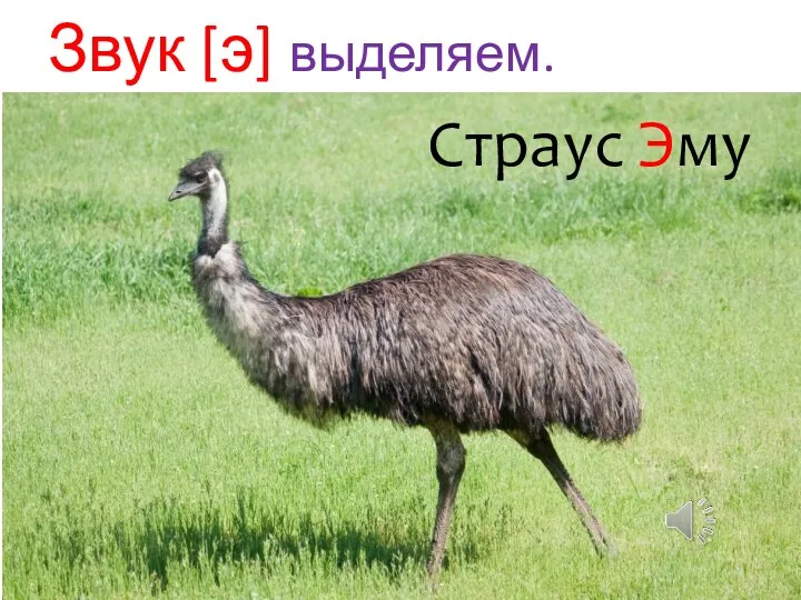 Звук [э] выделяем. Страус Эму