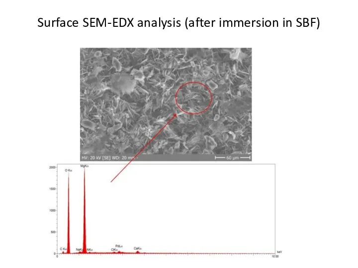 Surface SEM-EDX analysis (after immersion in SBF)