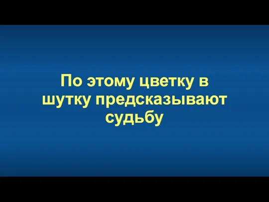 По этому цветку в шутку предсказывают судьбу