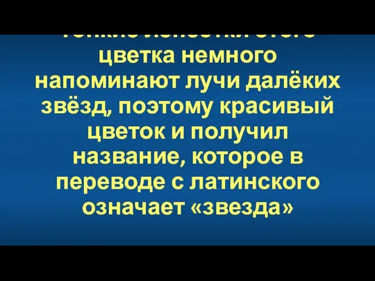 Тонкие лепестки этого цветка немного напоминают лучи далёких звёзд, поэтому