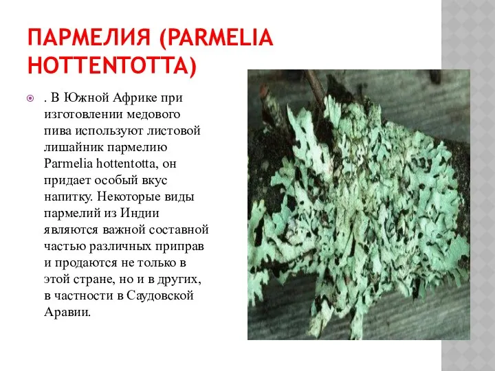 ПАРМЕЛИЯ (PARMELIA HOTTENTOTTA) . В Южной Африке при изготовлении медового