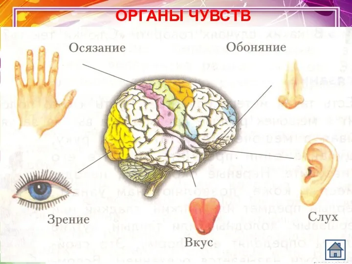 ОРГАНЫ ЧУВСТВ